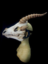 Load image into Gallery viewer, Dragon Skull Mask - Full - Original Horns