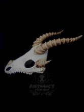 Load image into Gallery viewer, Dragon Skull Mask - Half - Original Horns