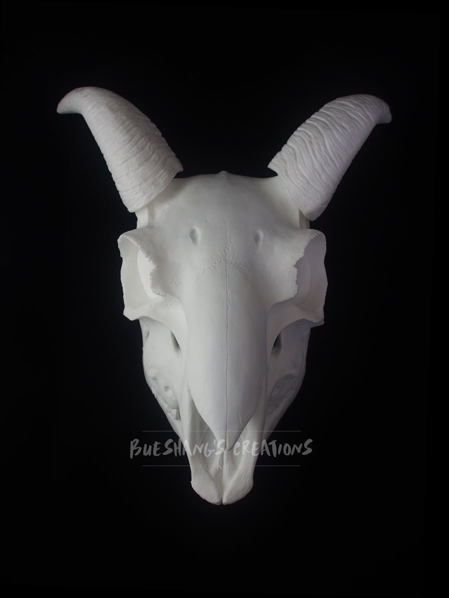 【MAISON MINED】22SS★ SKULL GOAT HALF T Replica Mountain Goat Skull For Sale — Skulls Unlimited