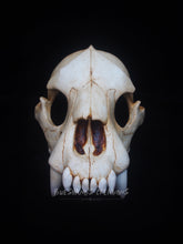 Load image into Gallery viewer, Hyena Skull Mask - Half