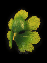 Load image into Gallery viewer, Leaf Mask Round- Geen &amp; Bronze / Orange &amp; Gold