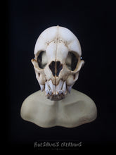 Load image into Gallery viewer, Vampire Bat Skull Mask - Full