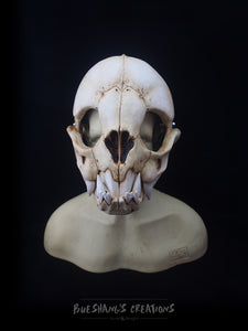 Vampire Bat Skull Mask - Full