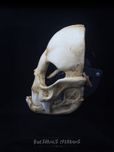 Load image into Gallery viewer, Vampire Bat Skull Mask - Full