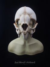 Load image into Gallery viewer, Vampire Bat Skull Mask - Half