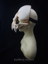 Load image into Gallery viewer, Vampire Bat Skull Mask - Half