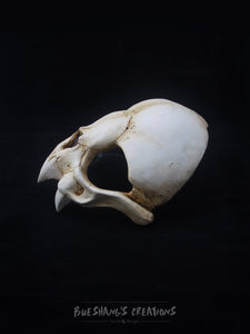 Vampire Bat Skull Mask - Half