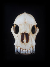 Load image into Gallery viewer, Hyena Skull Mask - Full