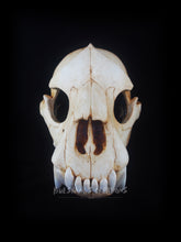 Load image into Gallery viewer, Bear Skull Mask - Full