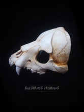 Load image into Gallery viewer, Hyena Skull Mask - Half