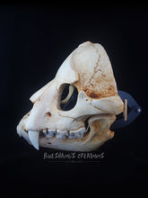 Load image into Gallery viewer, Hyena Skull Mask - Full