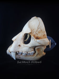 Hyena Skull Mask - Full