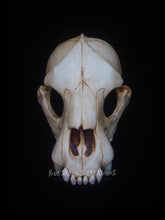 Load image into Gallery viewer, Hyena Skull Mask - Half