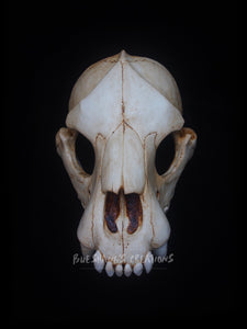 Hyena Skull Mask - Half