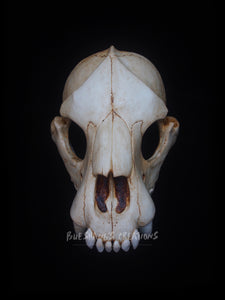 Bear Skull Mask - Half