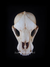 Load image into Gallery viewer, Hyena Skull Mask - Full