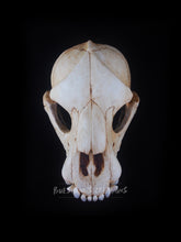 Load image into Gallery viewer, Bear Skull Mask - Full