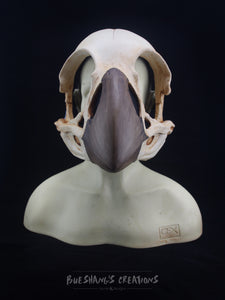 Bird Skull Mask