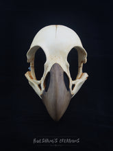 Load image into Gallery viewer, Bird Skull Mask