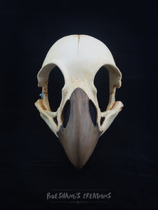 Bird Skull Mask