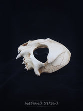 Load image into Gallery viewer, Cat Skull Mask - Half