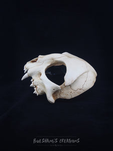 Cat Skull Mask - Half