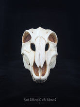 Load image into Gallery viewer, Deer Skull Mask