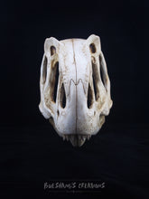 Load image into Gallery viewer, Allosaurus Skull Mask