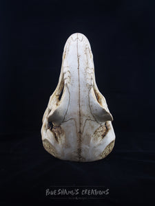 Allosaurus Skull Mask