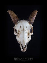 Load image into Gallery viewer, Goat Skull Mask - Half