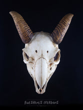 Load image into Gallery viewer, Goat Skull Mask - Full