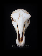 Load image into Gallery viewer, Horse Skull Mask - Full