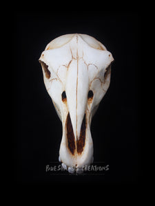 Horse Skull Mask - Full