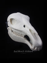 Load image into Gallery viewer, Horse Skull Mask - Full - Unpainted Blank