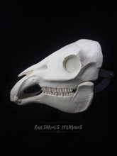 Load image into Gallery viewer, Horse Skull Mask - Full - Unpainted Blank