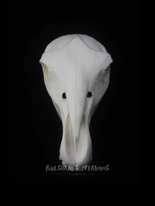 Horse Skull Mask - Full - Unpainted Blank