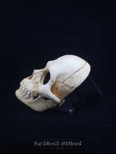 Load image into Gallery viewer, Human Skull Mask - Full