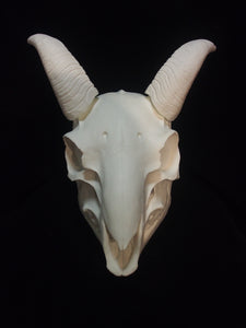 Goat Skull Mask - Full - Unpaintd Blank