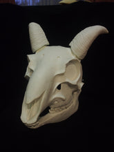 Load image into Gallery viewer, Goat Skull Mask - Full - Unpaintd Blank