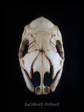 Load image into Gallery viewer, Snake Skull Mask - Full