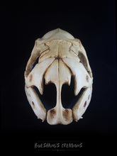 Load image into Gallery viewer, Snake Skull Mask - Half