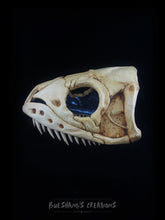 Load image into Gallery viewer, Snake Skull Mask - Half