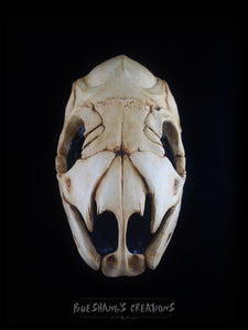 Snake Skull Mask - Half