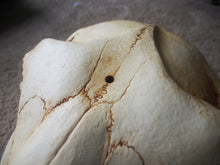 Load image into Gallery viewer, Unicorn Skull Mask - Full - Unpainted Blank