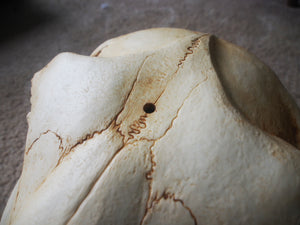 Unicorn Skull Mask - Full - Unpainted Blank